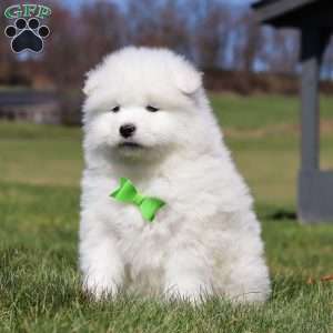 Leo, Samoyed Puppy